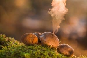 Round puffball mushrooms releasing spores on green moss.