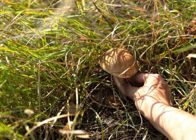 hand gathering mushroom